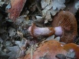 Cortinarius rufo-olivaceus image