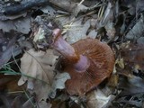 Cortinarius rufo-olivaceus image