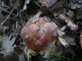 Cortinarius rufo-olivaceus image