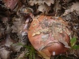 Cortinarius rufo-olivaceus image