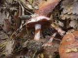 Cortinarius rufo-olivaceus image
