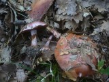 Cortinarius rufo-olivaceus image