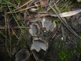 Geopora arenicola image