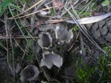 Geopora arenicola image