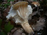 Hygrophorus nemoreus image