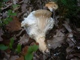 Hygrophorus nemoreus image