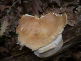 Hygrophorus nemoreus image