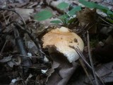 Hygrophorus nemoreus image