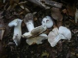Hygrophorus poetarum image