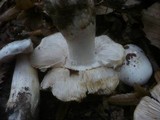 Hygrophorus poetarum image