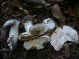Hygrophorus poetarum image
