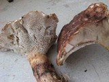Sarcodon glaucopus image