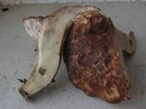 Sarcodon glaucopus image