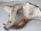 Sarcodon glaucopus image