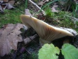 Lactarius controversus image