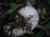 Lactarius controversus image