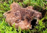 Sarcodon glaucopus image