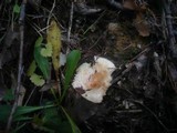 Lactarius scoticus image