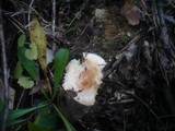 Lactarius scoticus image