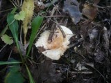 Lactarius scoticus image