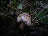 Lactarius scoticus image