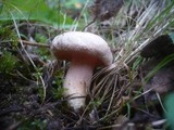 Lactarius scoticus image
