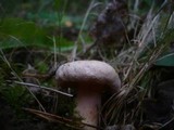 Lactarius scoticus image