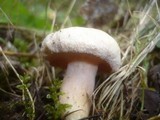 Lactarius scoticus image