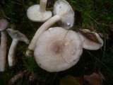 Lactarius vietus image