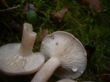 Lactarius vietus image