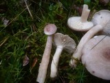 Lactarius vietus image