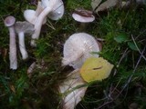 Lactarius vietus image