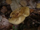 Paxillus involutus image