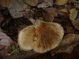 Paxillus involutus image