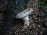Pleurotus dryinus image