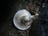 Pleurotus dryinus image