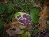 Ramularia conspicua image