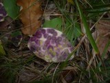 Ramularia conspicua image