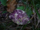 Ramularia conspicua image
