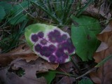 Ramularia conspicua image