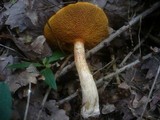 Suillus tridentinus image