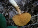 Suillus tridentinus image