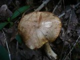 Suillus tridentinus image