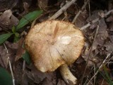 Suillus tridentinus image