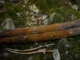 Tomentella bryophila image