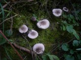 Tricholoma scalpturatum image