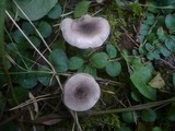 Tricholoma scalpturatum image
