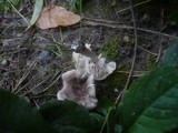 Tricholoma scalpturatum image