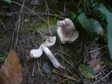 Tricholoma scalpturatum image