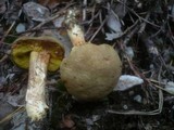 Boletus ferrugineus image